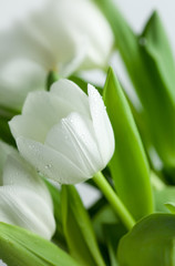 Plakat White Tulips