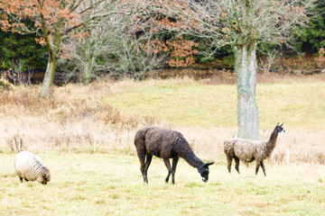 alpacas, Maine, USA