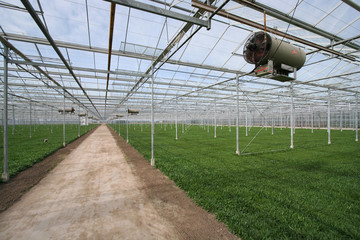Fototapeta premium Greenhouse