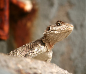 Gecko Sitting on the Wall