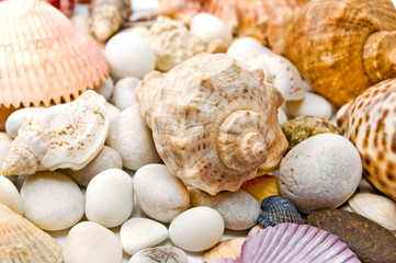seashells over stones