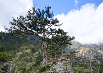 Spring cloudy view of slope of Aj-Petri Mount (Ukraine)