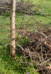 Pruning  branches in spring