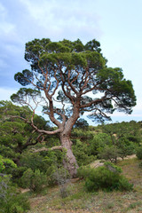 juniper tree
