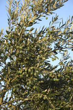 Green olives in tree