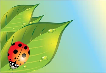 Poster lieveheersbeestje in het groene gras © magentael