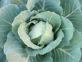 Fototapeta na wymiar Forks of the green cabbage