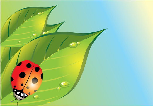 ladybird in the green grass