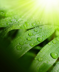 Background fresh and green