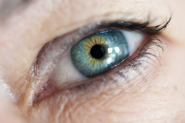 das Auge