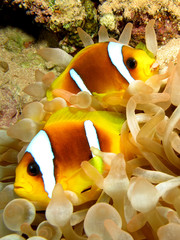 Fototapeta na wymiar Anemonefish