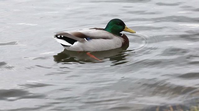 duck - turning and swimming out of view - HD 1080p