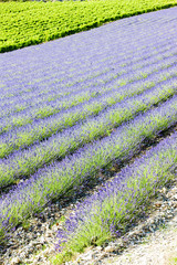 lavender field with vineyard, Drome, Rhone-Alpes, France