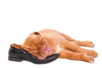 sleeping puppy of dogue de bordeaux