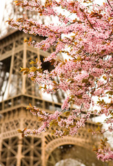 Spring in Paris. Bloomy cherry tree and the Eiffel Tower