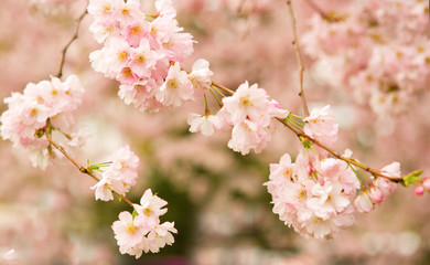 桜背景 桜 さくら 飾り 背景 フレーム 桜の花 枠 手書き 墨絵 日本の春 カット 墨 白背景 余白 和風 イラスト 筆書き コピースペース 手描き キレイな 文字スペース 日本の カットイラスト きれいな 筆描き 満開の 美しい 日本 季節 植物 春