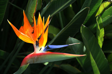 Bird of Heaven Flower