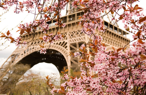 Fototapeta Wiosna w Paryżu. Kwitnąca wiśnia i Wieża Eiffla