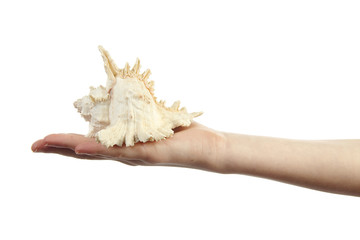 Hand is holding shell over white background