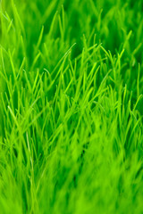 Grass background