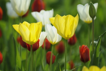 Obraz premium Tulpen