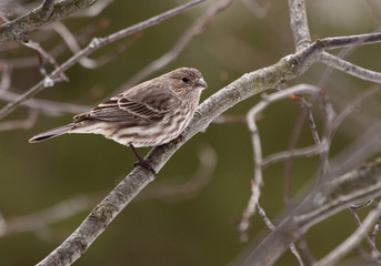 Female House Finch