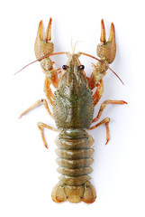 crayfish