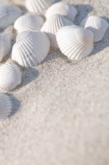 Muscheln, Sandstrand, Sommerfeeling © mahey