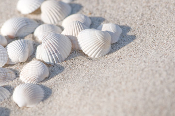 Muscheln, Sand, Sommerurlaub - 21562641