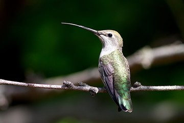 Sitting Hummingbird