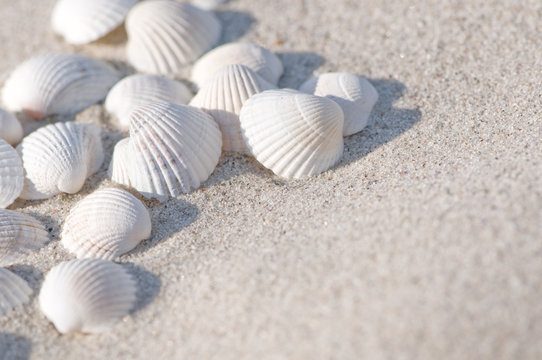 Muscheln, Sand, Sommerurlaub
