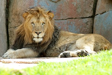 King of the Jungle © Michael Ireland