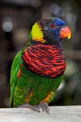 Lorikeet