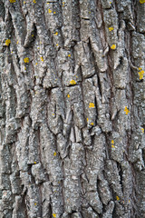 Tree bark