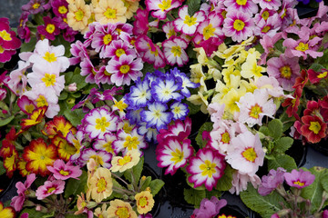 Primrose - Primula flowers