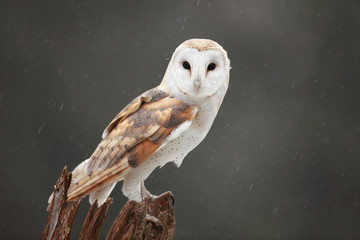 Obraz premium Barn Owl