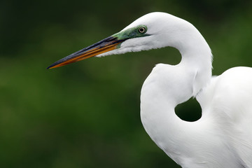 Great Egret