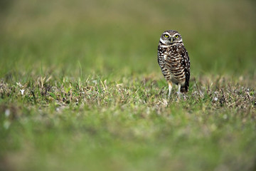 Burrowing Owl