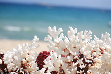 close up coral on beach