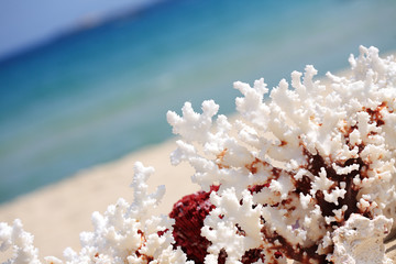 close up coral on beach