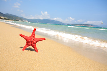 Fototapeta na wymiar sea star on beach