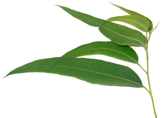 feuilles d'eucalyptus, fond blanc
