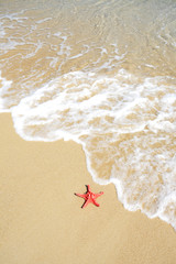 close up red starfish on beach