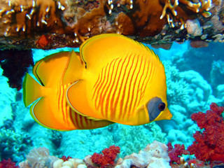 Masked butterflyfish