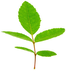 feuille composée de schinus, fond blanc