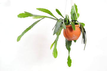 Hängepflanze Epiphyllum