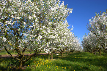 Blühender Apfelbaum