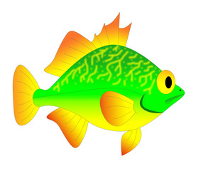 colorful fish