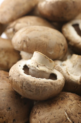 Mushrooms close-up
