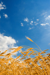 golden wheat in the blue sky background